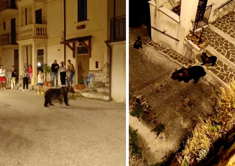 L’Italia sta cercando i cuccioli di mamma orsa Amarena, uccisa a colpi di arma da fuoco