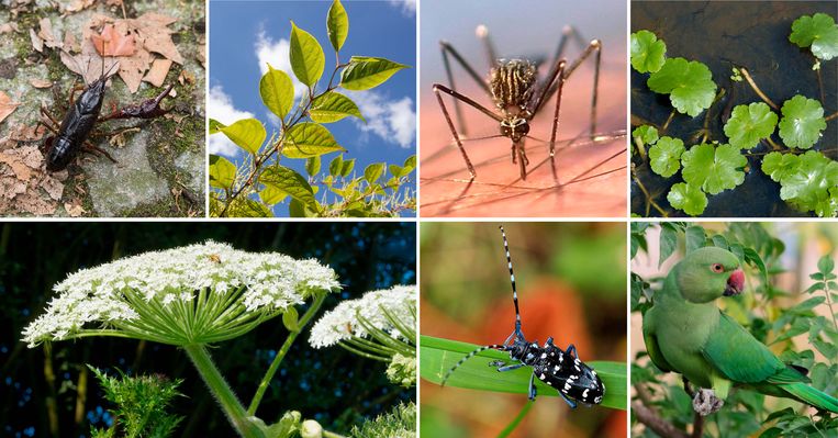 People underestimate the influence of invasive alien species, and at ...