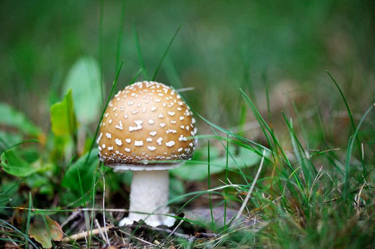 Il cambiamento climatico non sembra essere un problema per i funghi