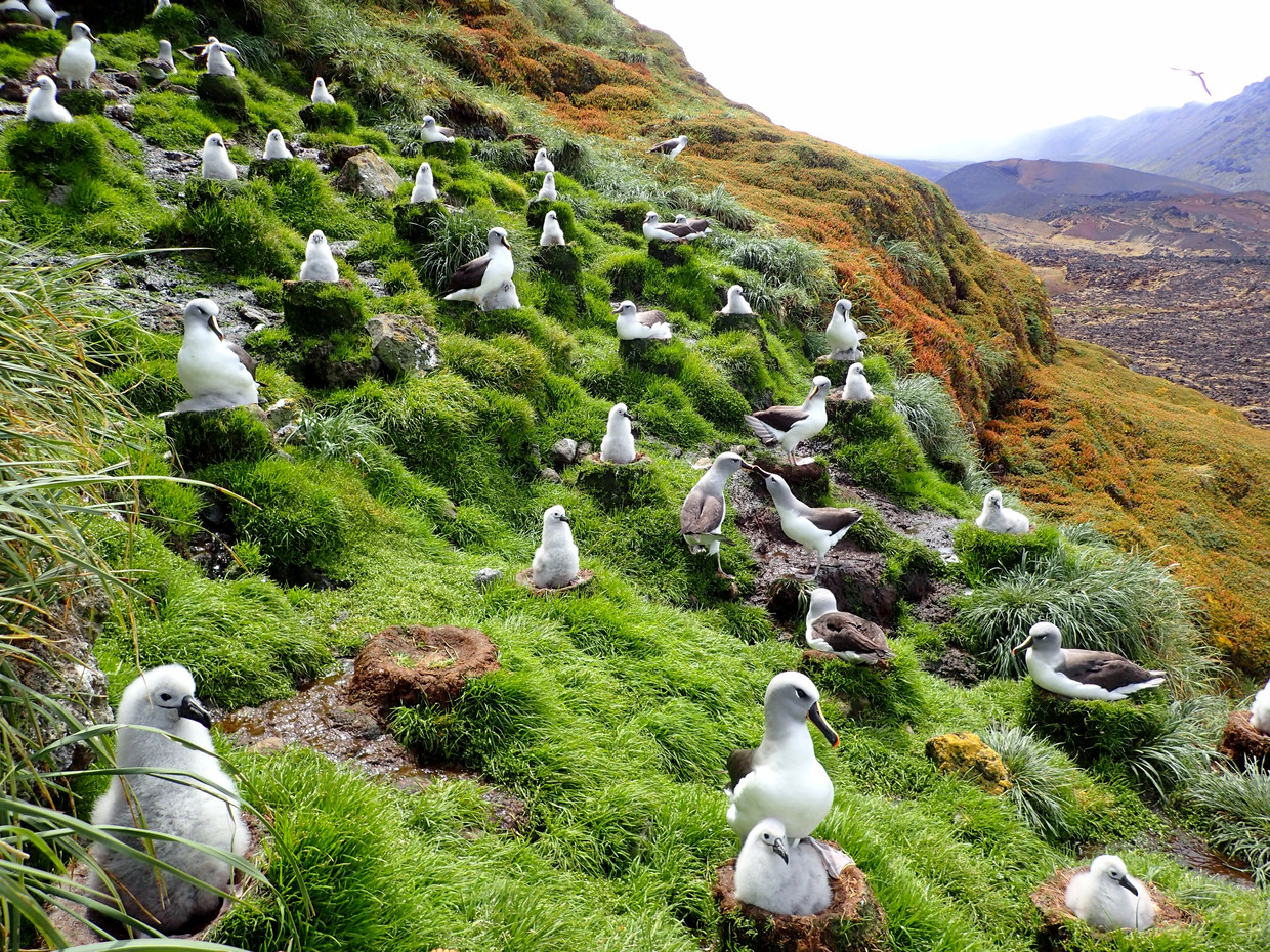 Colonia di albatros sull'isola Marion.  Foto di Michele Risi 