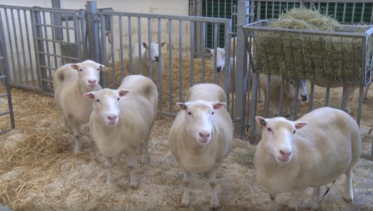 Zusjes van schaap Dolly zijn gezond | Trouw