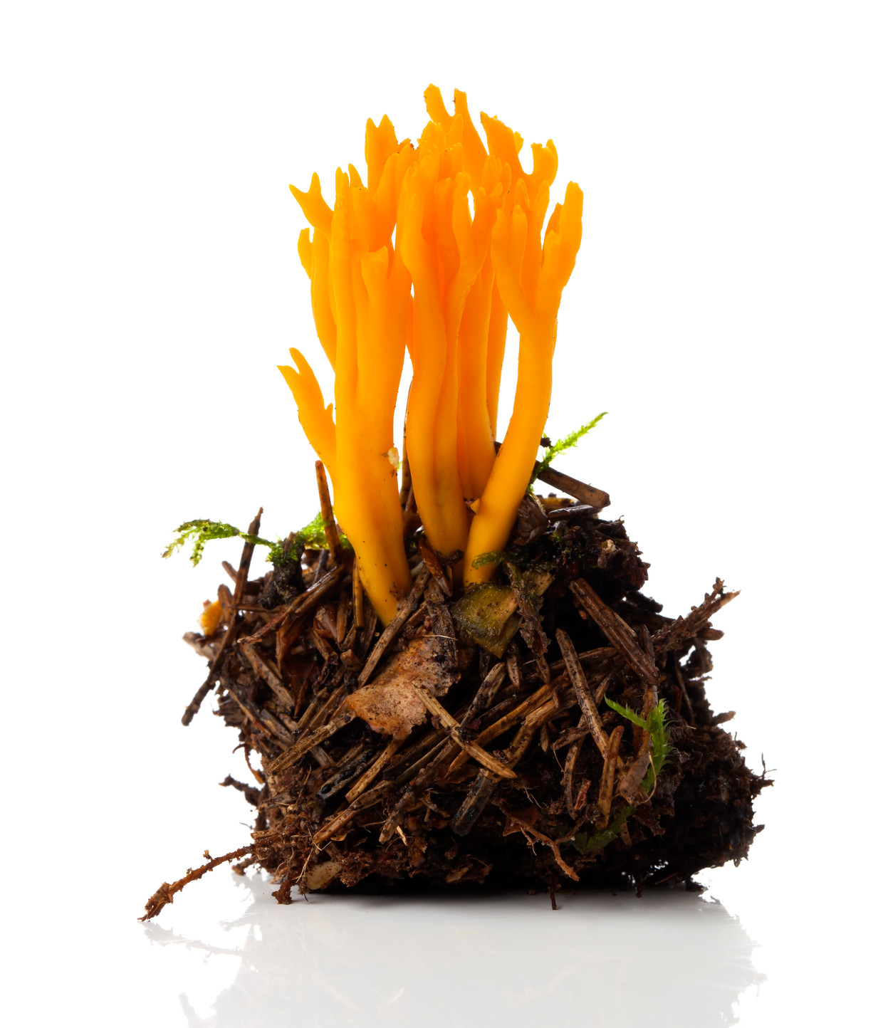 La Calocera viscosa, comunemente conosciuta come corno giallo, è un fungo gelatinoso, appartenente alla famiglia dei Dacrymycetales.  foto del fungo corallo cb