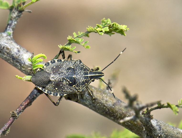 The yellow-spotted stink bug is an unwanted guest