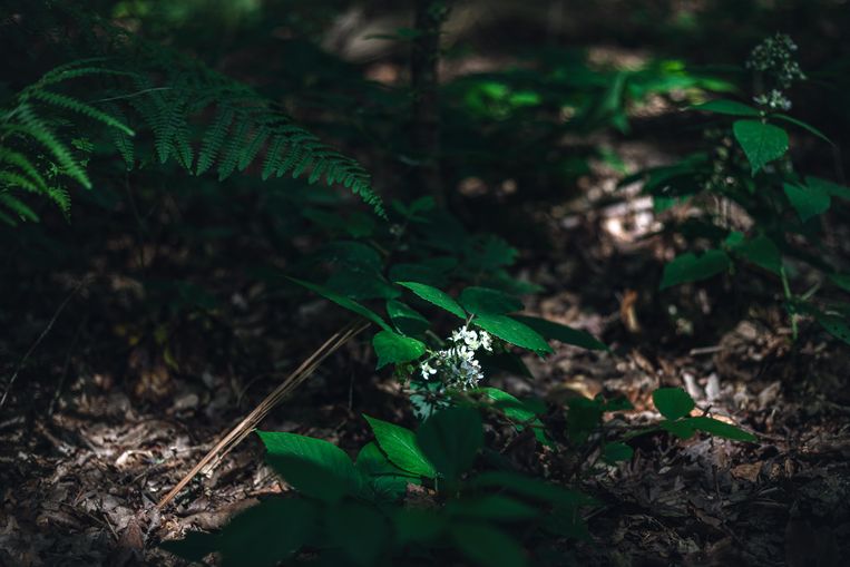 “A shrub with a poor nitrogen profile is actually a good native topcoat for biodiversity.”