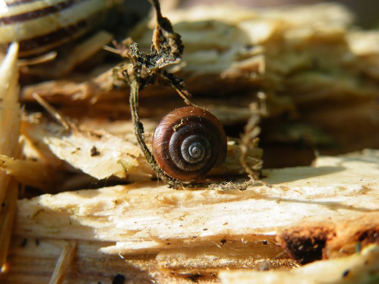 Old hair snails go bald Fidelity Archyde