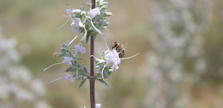 The bee is not at all good for biodiversity