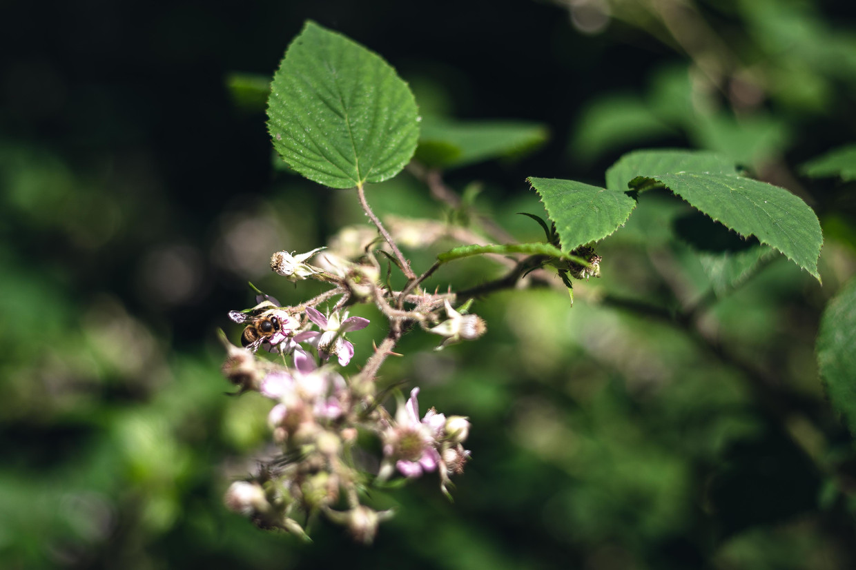 A bee sits on the flowers of a blackberry plant.  Statue Tijmen Berens